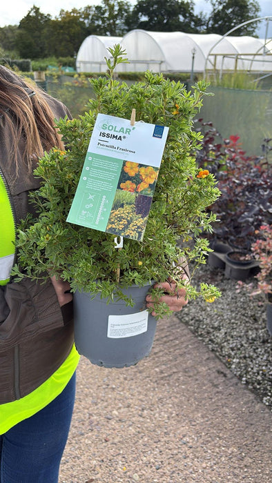 Potentilla fruticosa Solarissima 4.5 Litre Pot