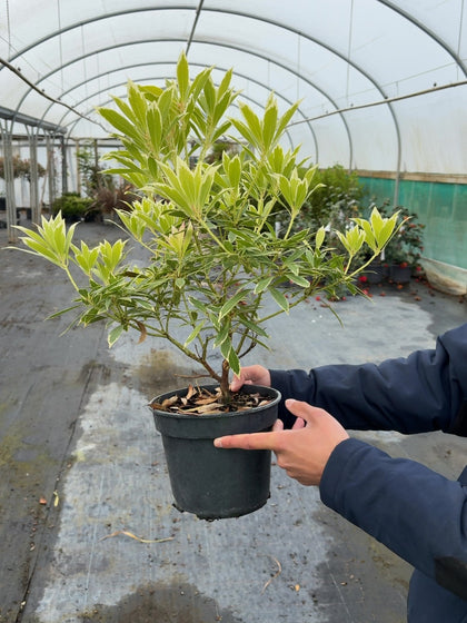 Pieris Japonica Flaming Silver 4.5 Litre Pot