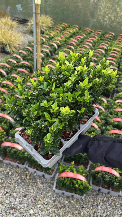 Euonymus Jap. Green Spire  X 6 Plant Pack