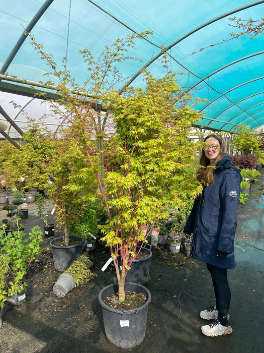 Acer Palmatum Sangokaku 45 Litre Pot 200/250cm Multistem