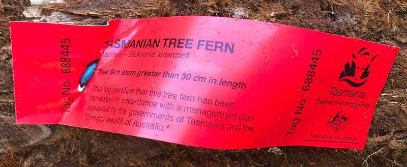 Tree Fern Dicksonia Antarctica 7 Foot Log