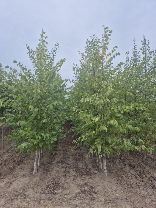 Betula Nigra 8/10cm Rootballed
