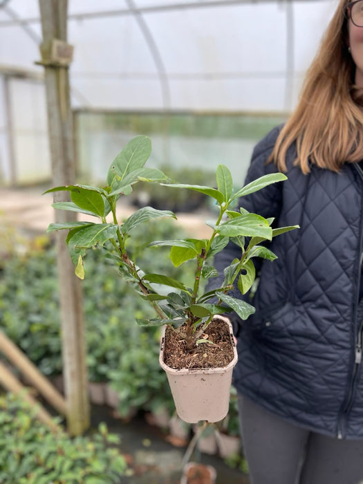 Cherry Laurel Hedging 11cm Pot 25-30cm