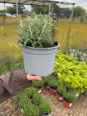 Santolina Chamaecyparissus 2 Litre Pot