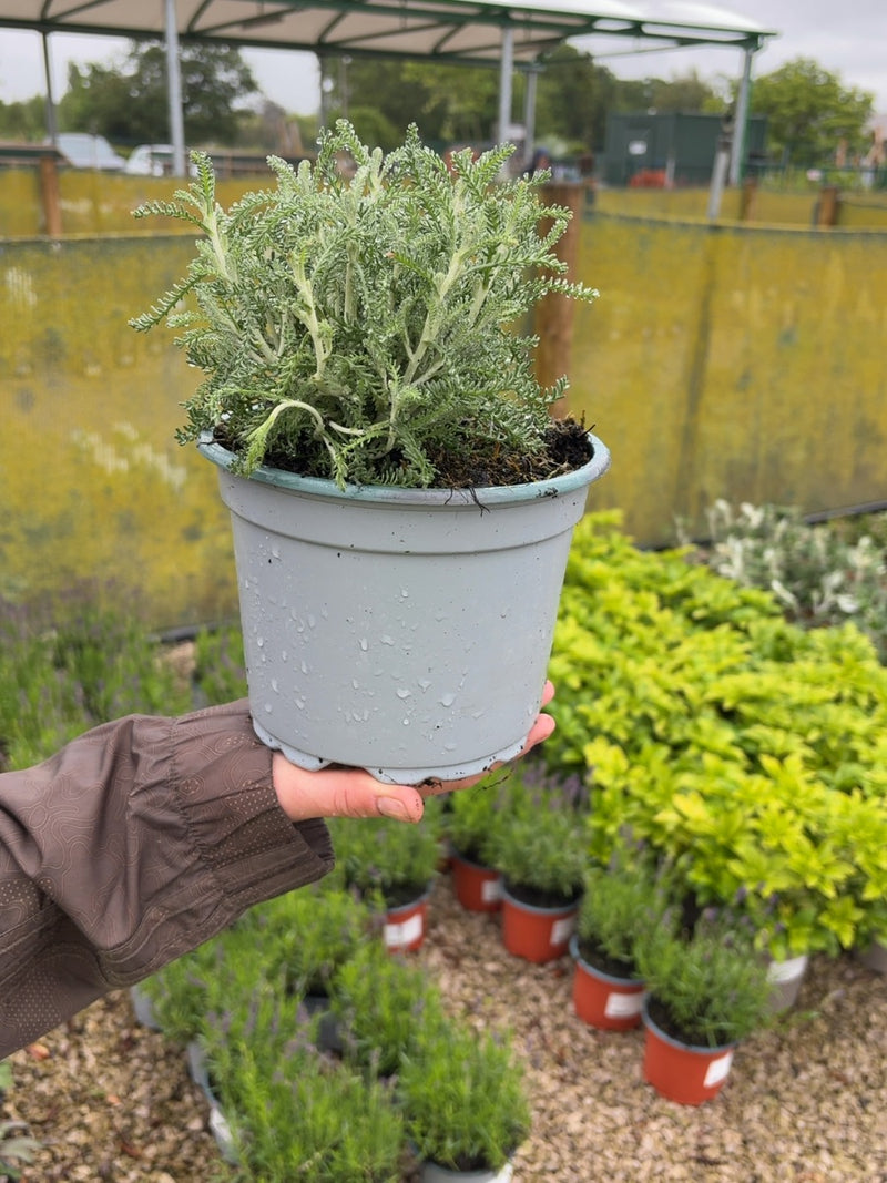 Santolina Chamaecyparissus 2 Litre Pot