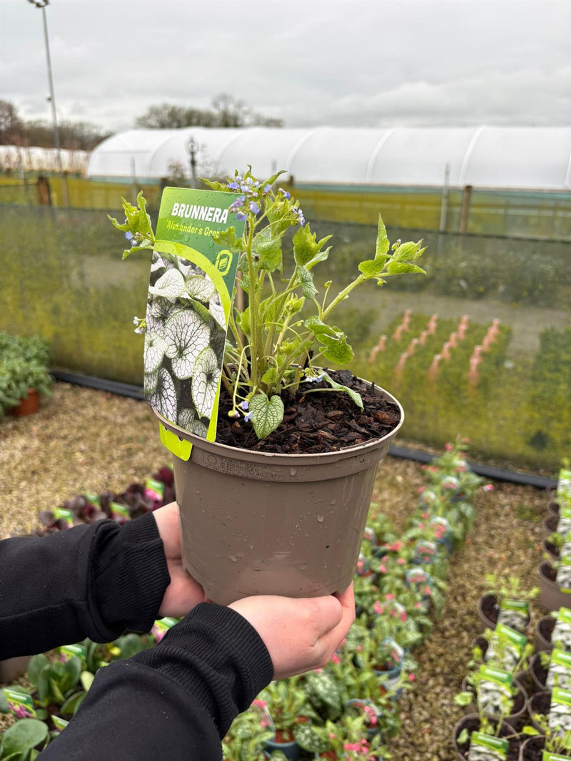 Brunnera Alexanders Great 2 Litre Pot