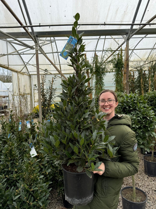Laurus Nobilis Cone 10 Litre Pot 120 inc. Pot