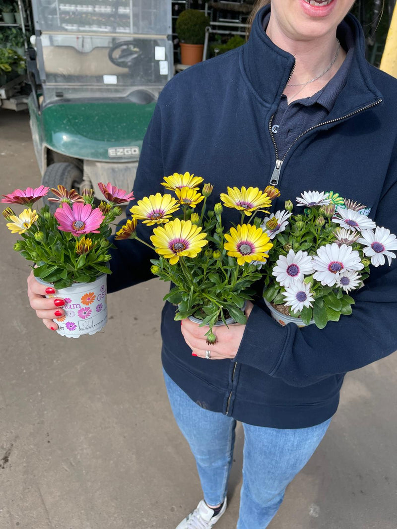 Osteospermum Mix 10cm Pot x 3 Plants