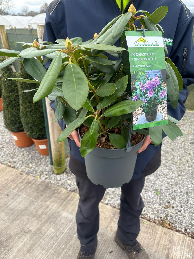 Rhododendron Hyb Catawbiense Grandiflorum 4 Litre Pot