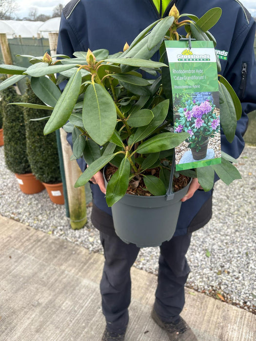 Rhododendron Hyb Catawbiense Grandiflorum 4 Litre Pot