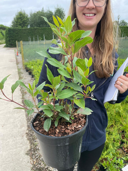 Viburnum Tinus Spirit 3 Litre Pot