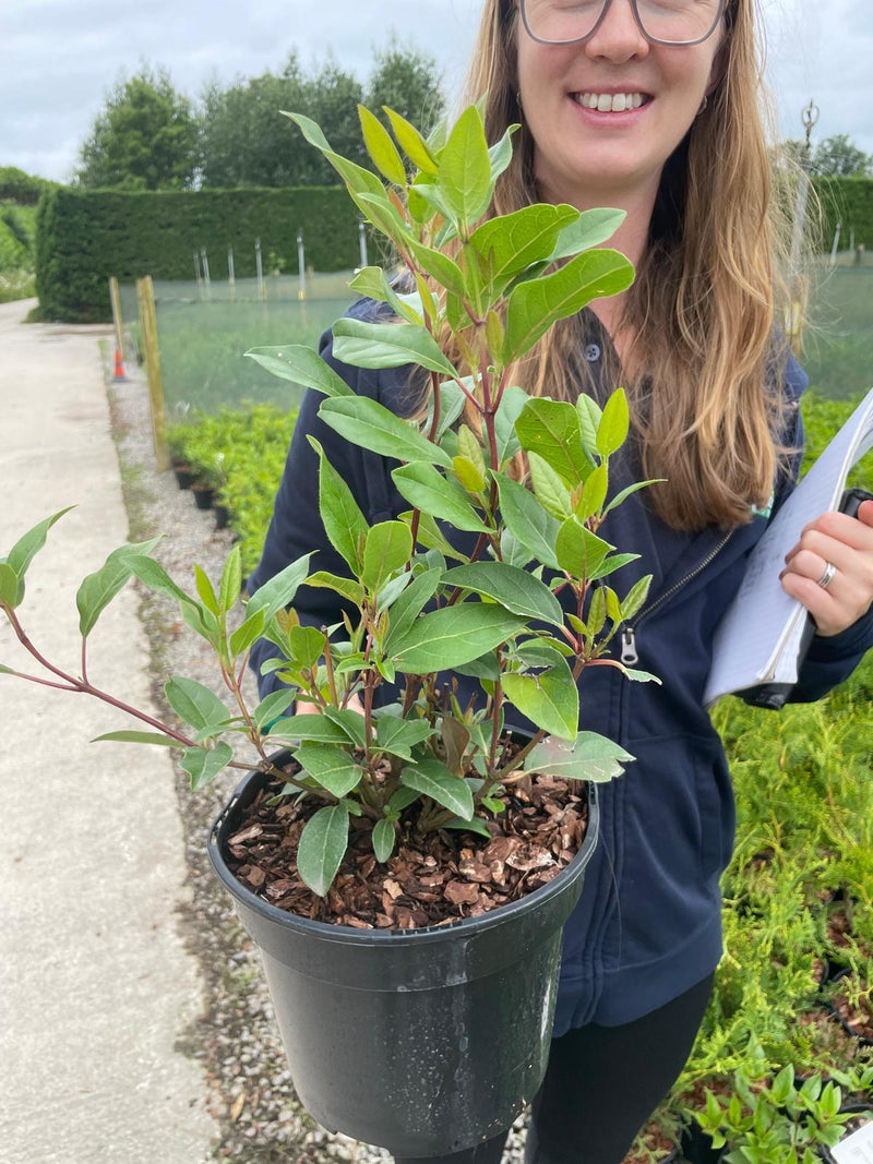 Viburnum Tinus Spirit 3 Litre Pot