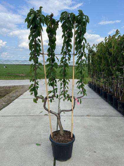 Cherry Prunus Avium Kordia 35 Litre Double U Form