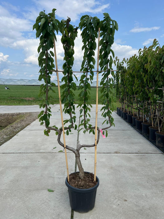 Cherry Prunus Avium Kordia 35 Litre Double U Form