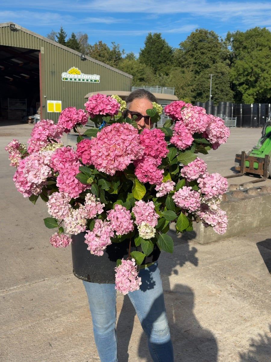 Hydrangea Macro Endless Summer Bloomstar 20 Litre Pot 50-60cm