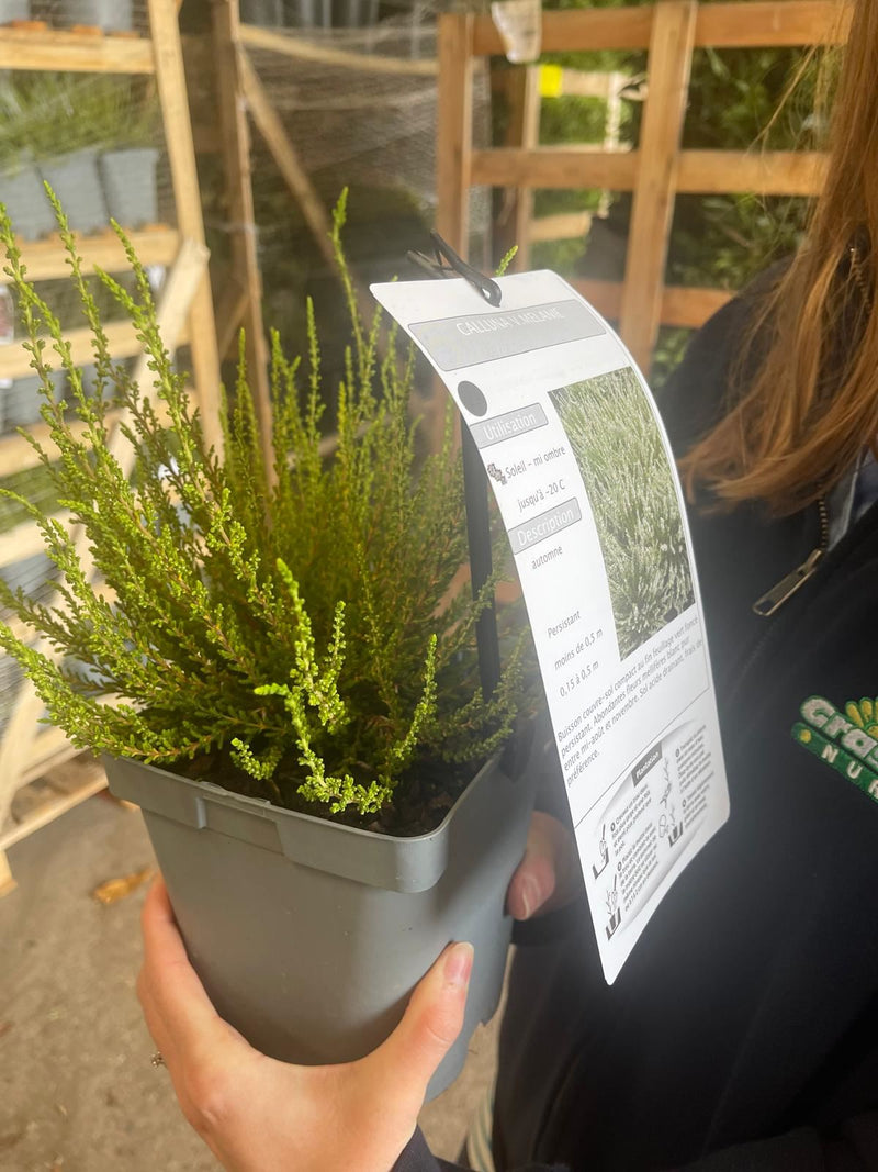 Calluna Vulgaris Annemarie 2 Litre Pot