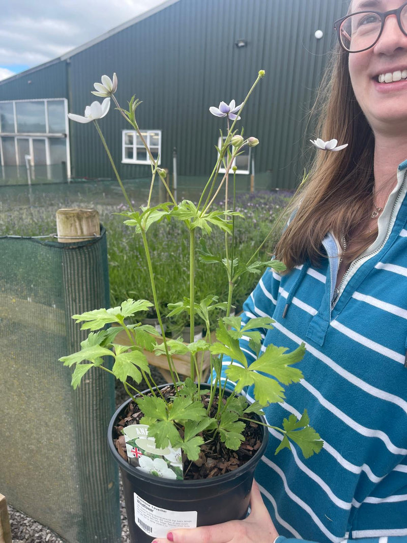 Anemone Leveillei 3 Litre Pot