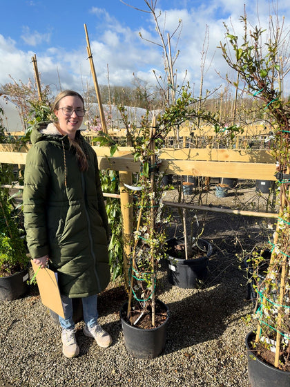 Chaenomeles speciosa Nivalis 20 Litre Pot 150-175cm