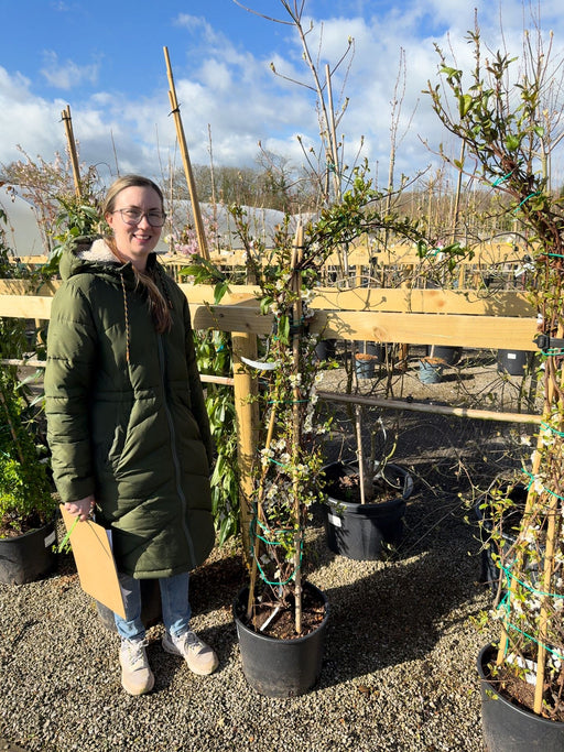 Chaenomeles speciosa Nivalis 20 Litre Pot 150-175cm