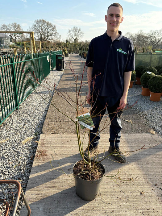 Cornus Controversa 12 Litre Pot 80/105cm