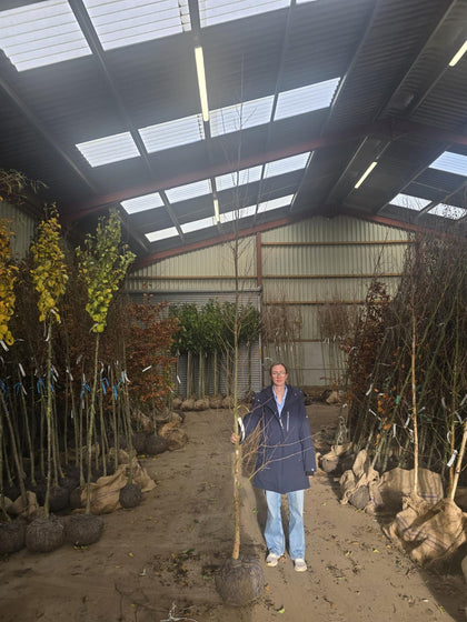 Betula Nigra 8/10cm Rootballed