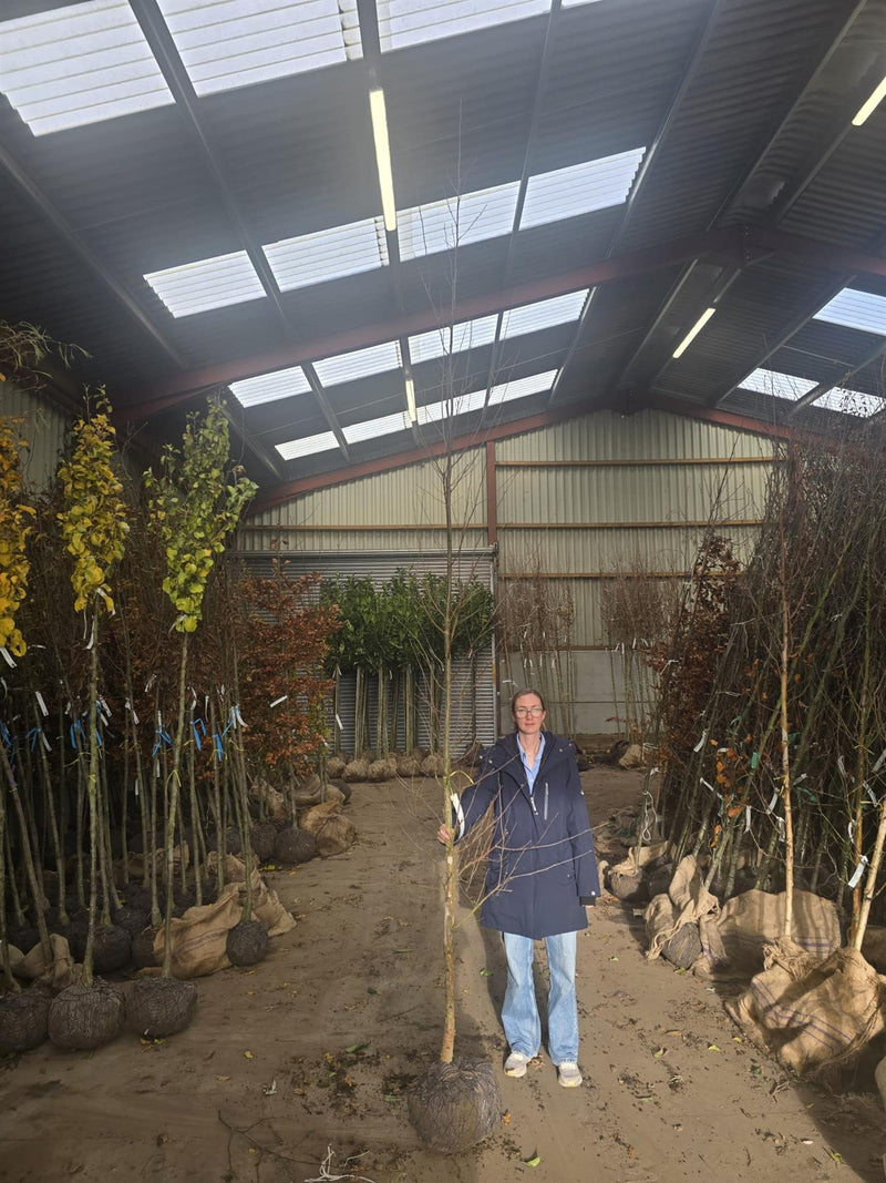 Betula Nigra 8/10cm More Ready June