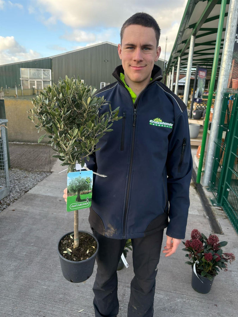 Olea Europea - Olive Mini Standard 3 Litre Pot 40/50 cm Stem