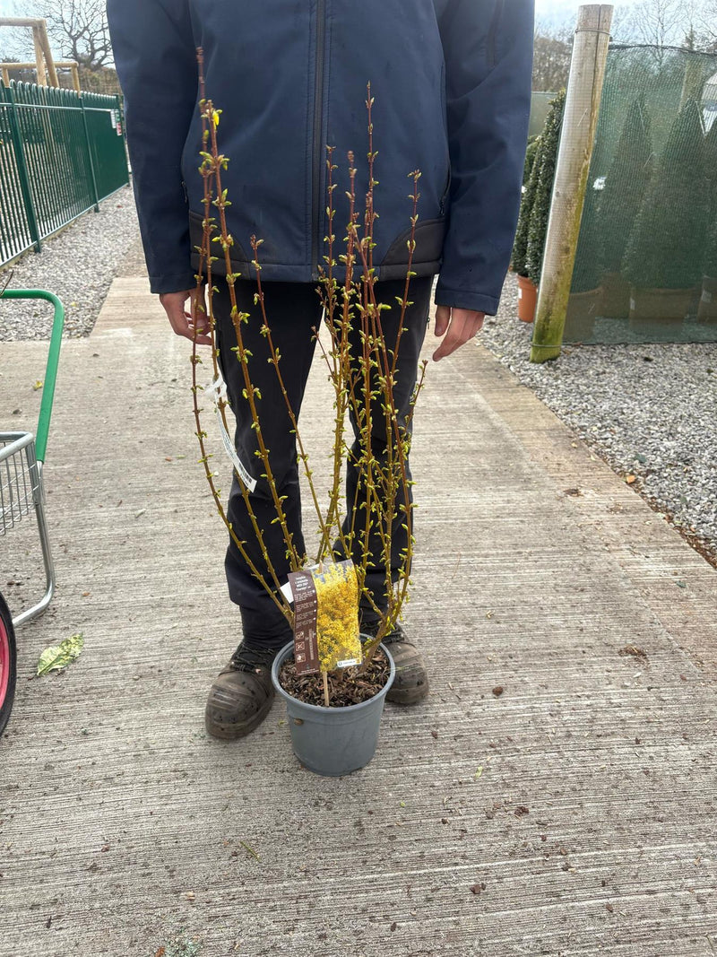 Forsythia intermedia Week End 4.5 Litre Pot