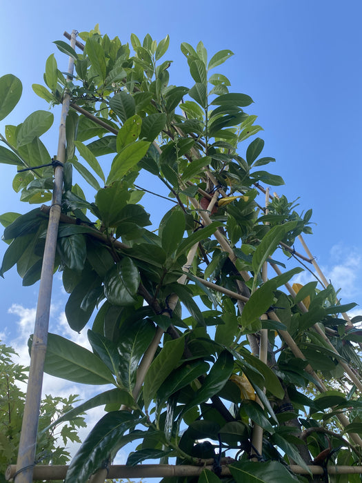 Prunus laurel Novita Pleached 25 Litre 180cm Stem 120x120cm Frame