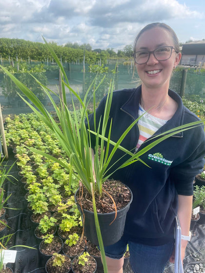 Iris sib. Colonel Mustard 3 Litre Pot