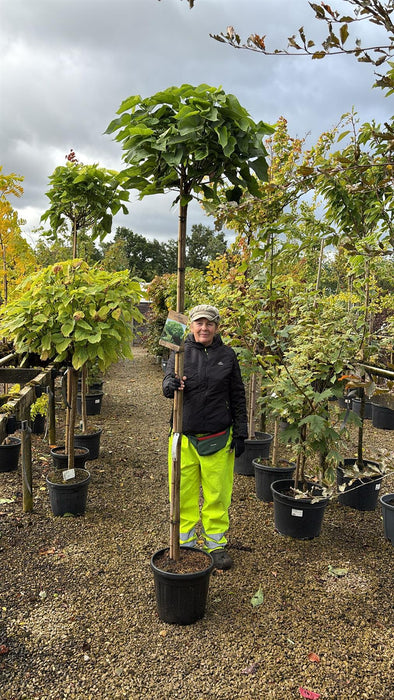 Catalpa Bignionoides Nana 20 Litre 200cm Stem