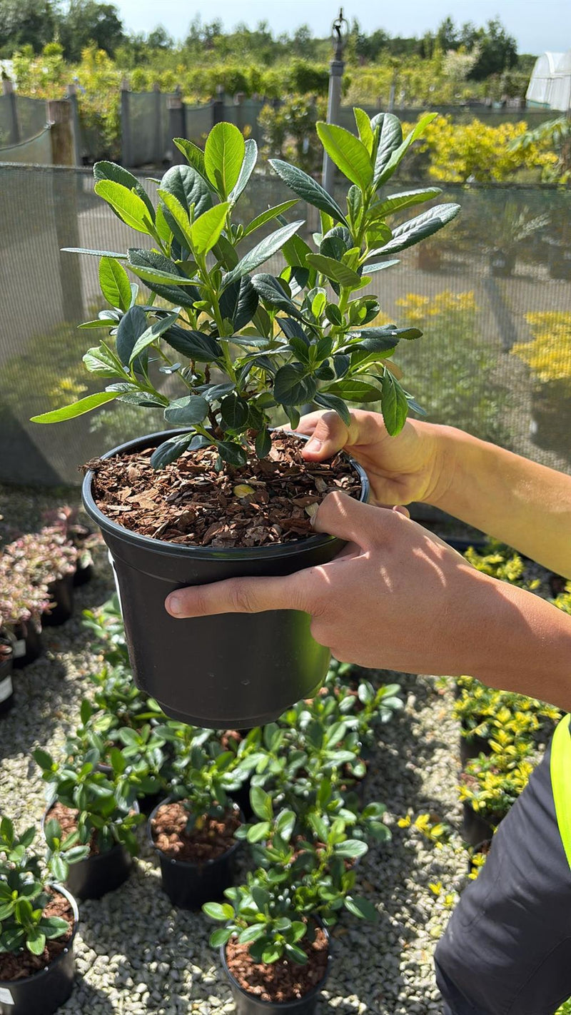 Escallonia Pink Elle 3 Litre Pot