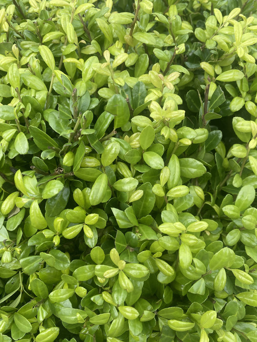 Ilex Crenata Caroline Ball 12 Litre Pot 40cm