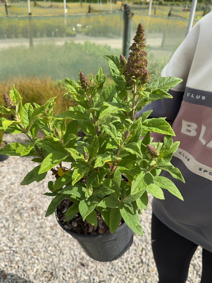 Buddleja davidii Candy Little Cerise - Butterfly Bush 3 Litre Pot