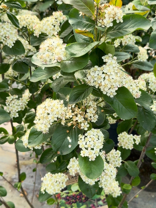 Aronia Prunifolia Viking 12 Litre Pot 60/100cm