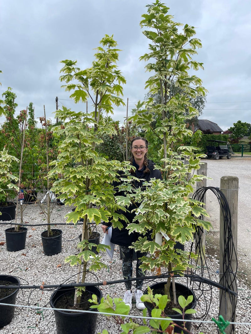 Acer Platanoides Drummondii 30 Litre Pot