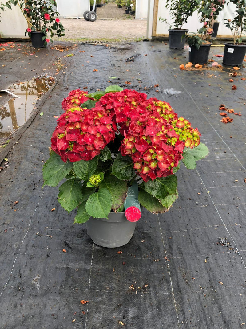 Hydrangea Mac Red Ball 30 Litre Pot
