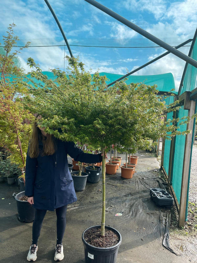 Acer palmatum Little Princess Half Standard 35 Litre Pot