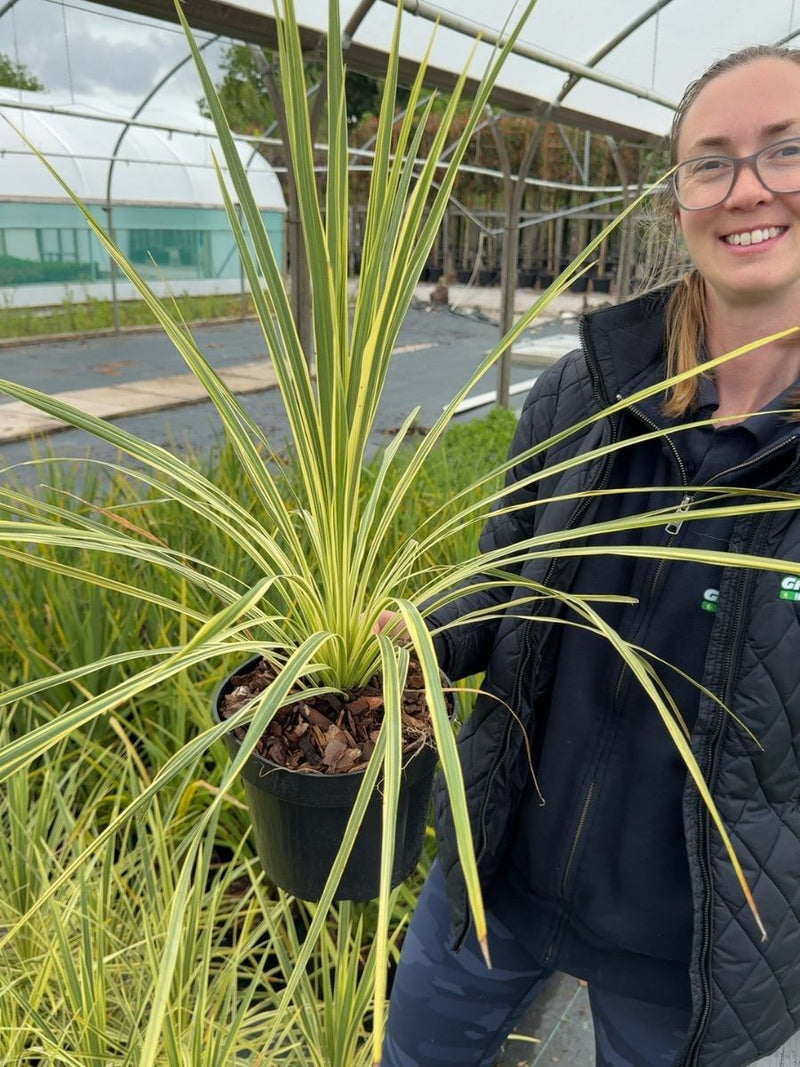 Cordyline australis 'Lime Passion' - Cabbage Palm 3 Litre Pot