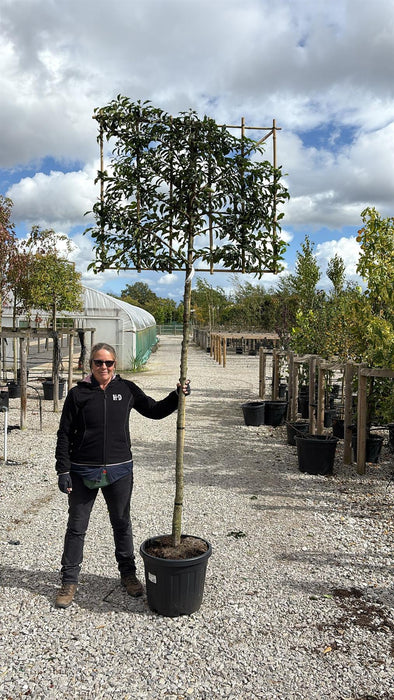 Prunus lusitanica Brenelia Pleached 30 Litre Pot 180 Stem Frame 120x100cm