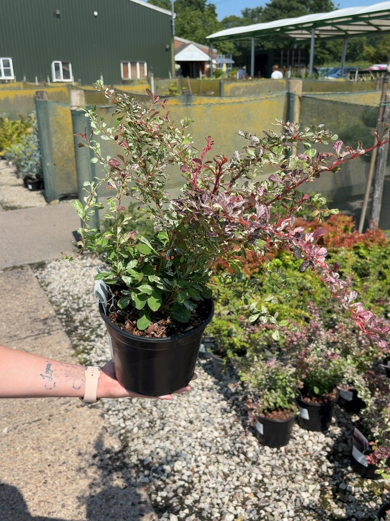 Berberis Pink Queen 3 Litre Pot
