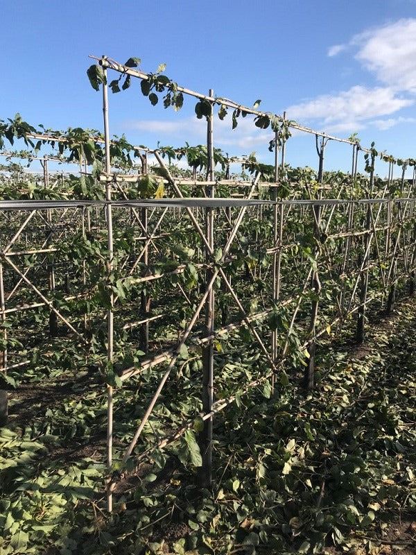 Plum 'Mirabelle de Nancy' (Prunus) Espalier Pleached, 150cm Wide 180cm Tall 5 Tiers