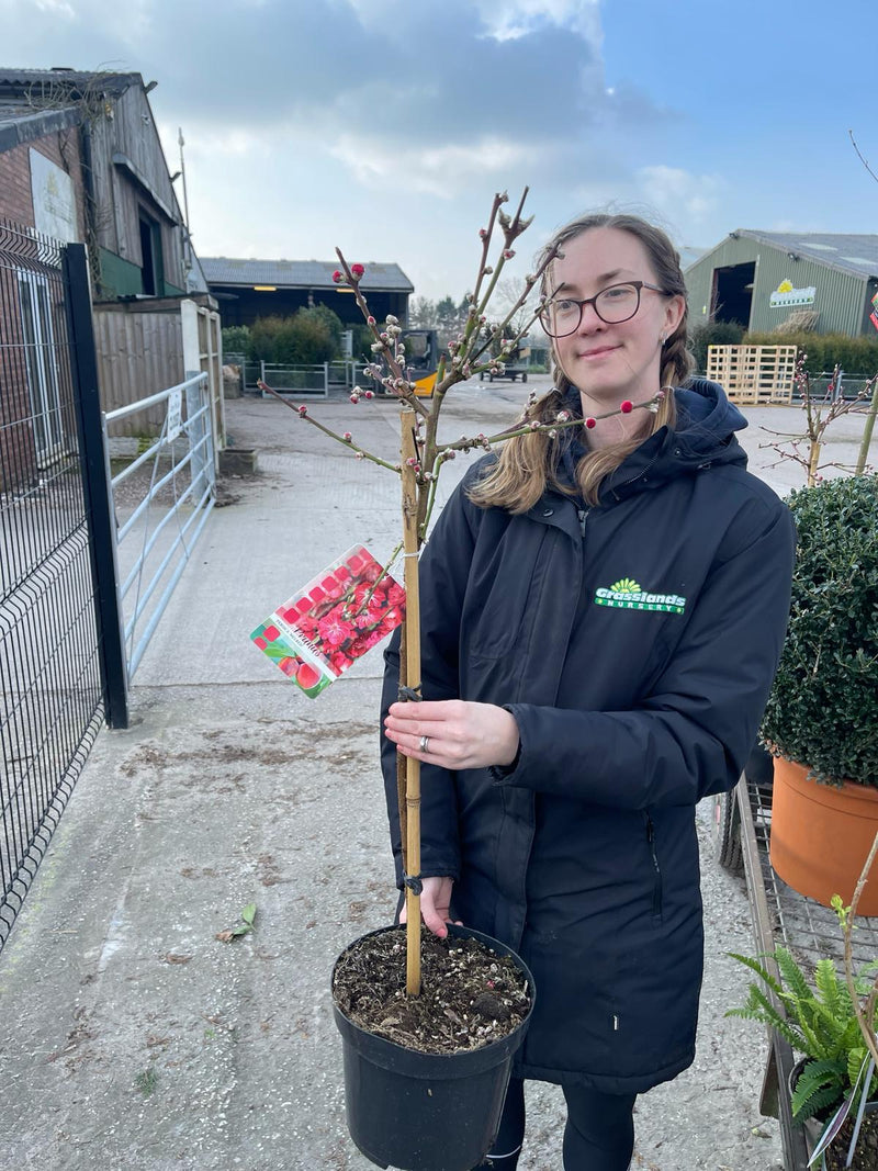 Prunus persica Melred 15 Litre