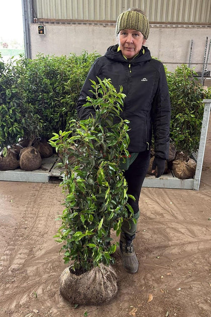 Pallet Deal Portuguese Laurel Hedging 100/120cm Root Ball x 20 Jan/Feb