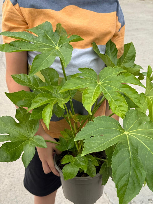 Fatsia Japonica 2 Litre Pot
