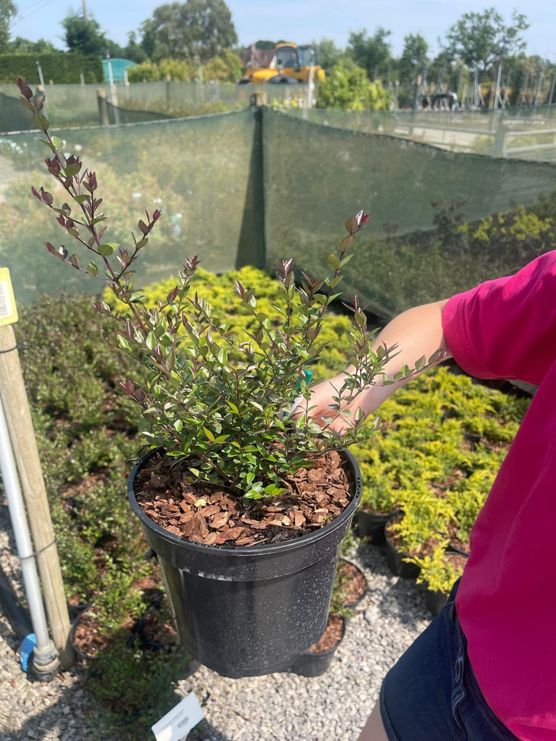 Lonicera Nit. Garden Clouds Purple Storm 3 Litre Pot — Grasslands Nursery