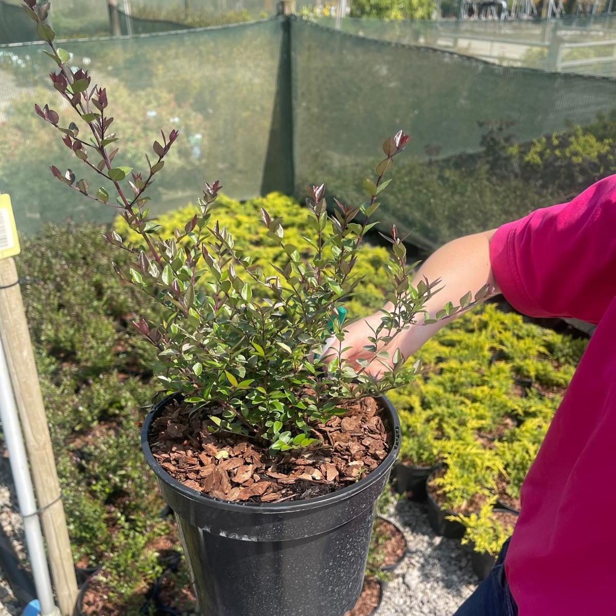 Lonicera Nit. Garden Clouds Purple Storm 3 Litre Pot — Grasslands Nursery