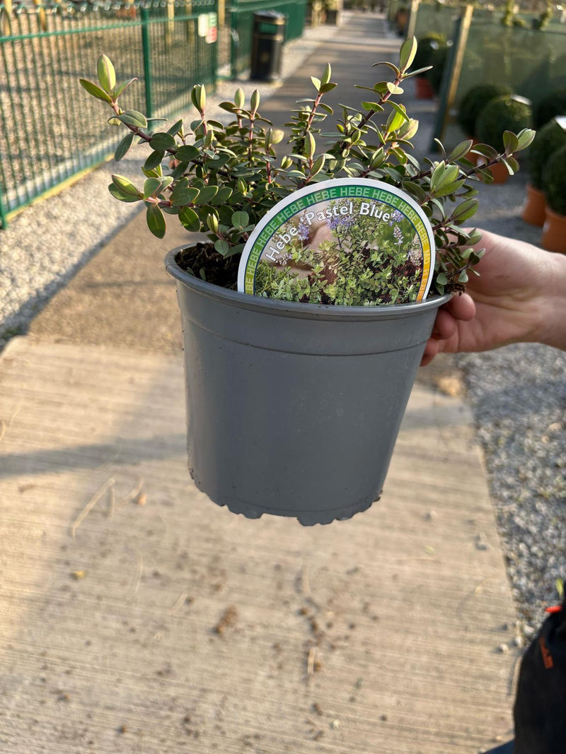 Hebe Pastel Blue 2 Litre Pot