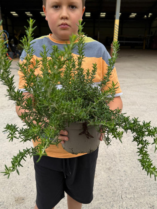 Rosmarinus Prostratus 2 Litre Pot