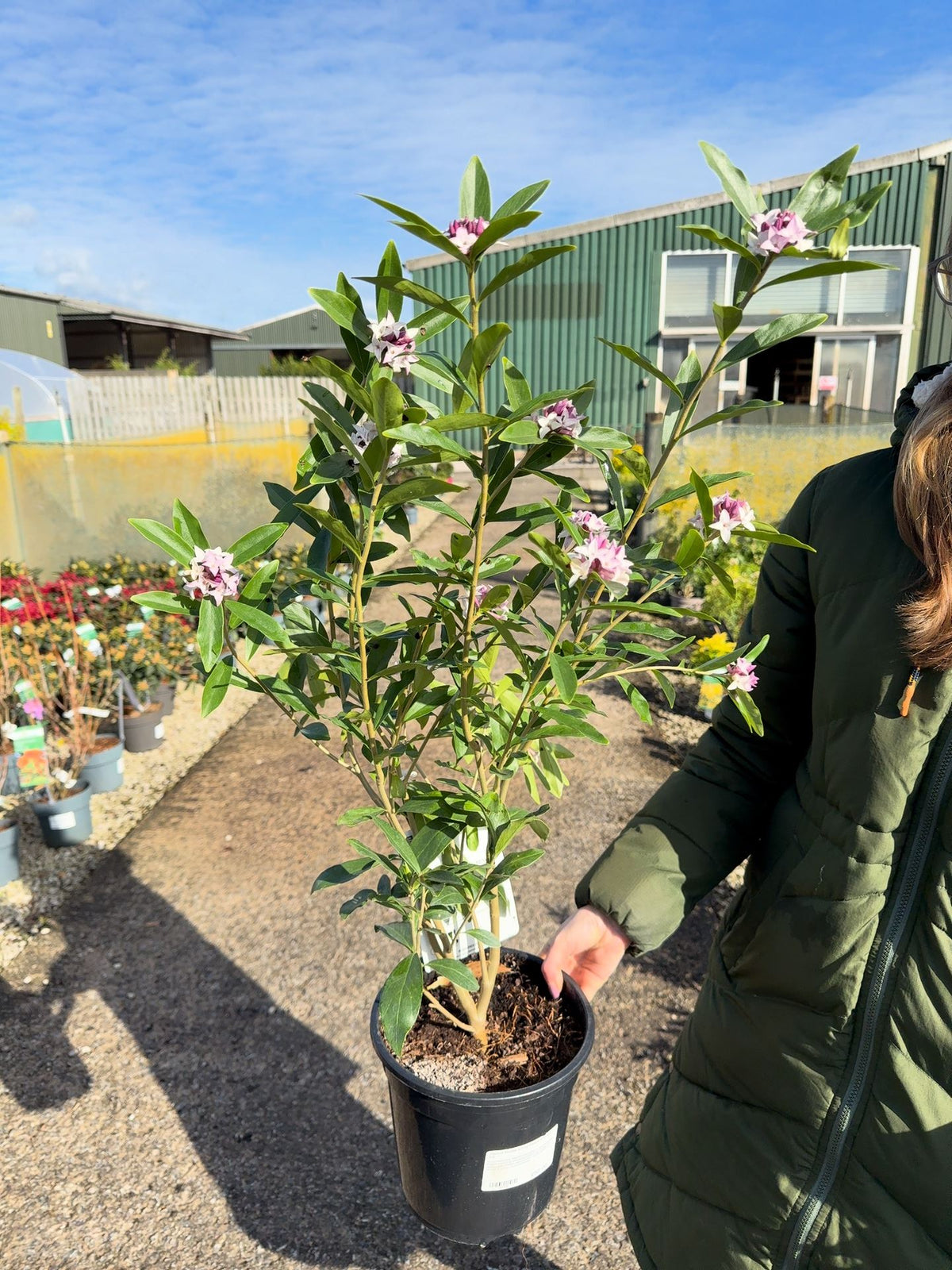Daphne Bholua Spring Beauty 4.5 Litre Pot